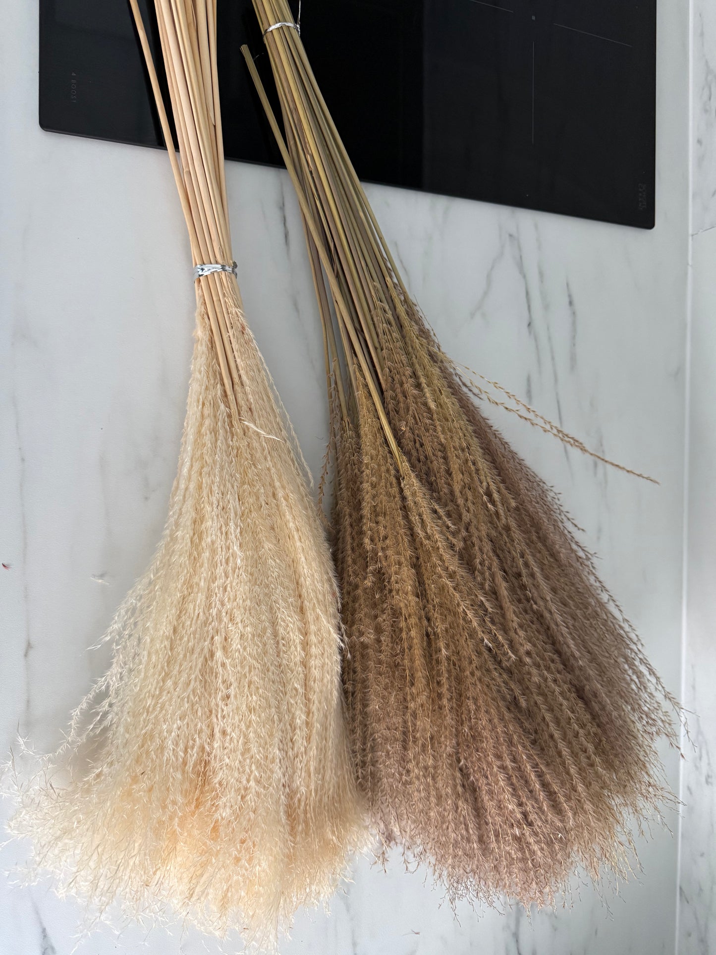 Brown pampas reed